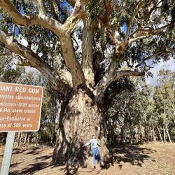 Found a big thing, Giant Rad Gum Tree