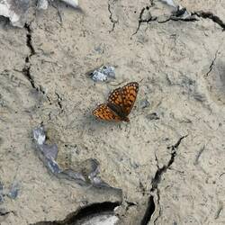 Melité (des scabieuses ?)