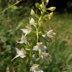 Platanthère à fleurs vertes ou orchis à deux feuilles