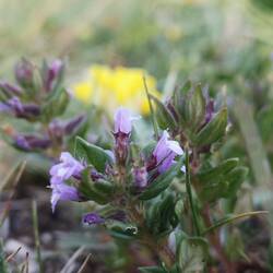 Une sorte de thym ou de sarriette sauvage