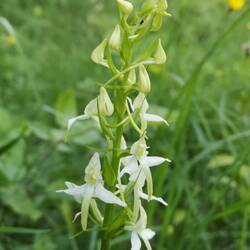 Platanthère à fleurs vertes ou orchis à deux feuilles
