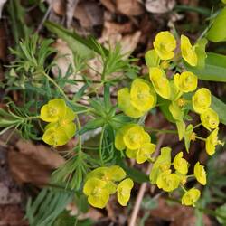 Euphorbe faux cyprès ?