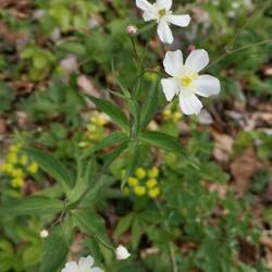 Renoncule à feuilles de platane