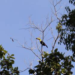Tukan gesichtet 🔭