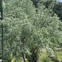 der warme Sommerwind