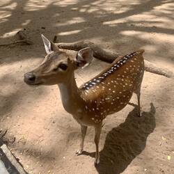 In der ganzen Stadt laufen Rehe umher🦌