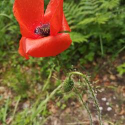Coquelicot
