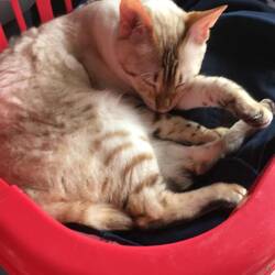 Princess napping on our dirty laundry
