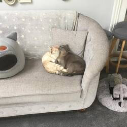 Pebble and Princess groom each other while Percy naps.