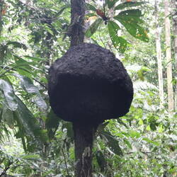 Termite nest