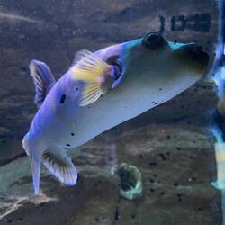 Dog faced pufferfish