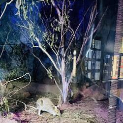 Spectacled hare walllaby