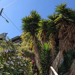 Filbert Street Steps