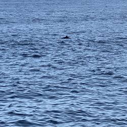 Look closely - my best dolphin shot!!