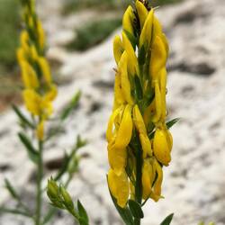 Genêts des teinturiers