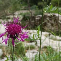 Centaurée scabieuse