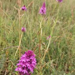 Orchis pyramidale