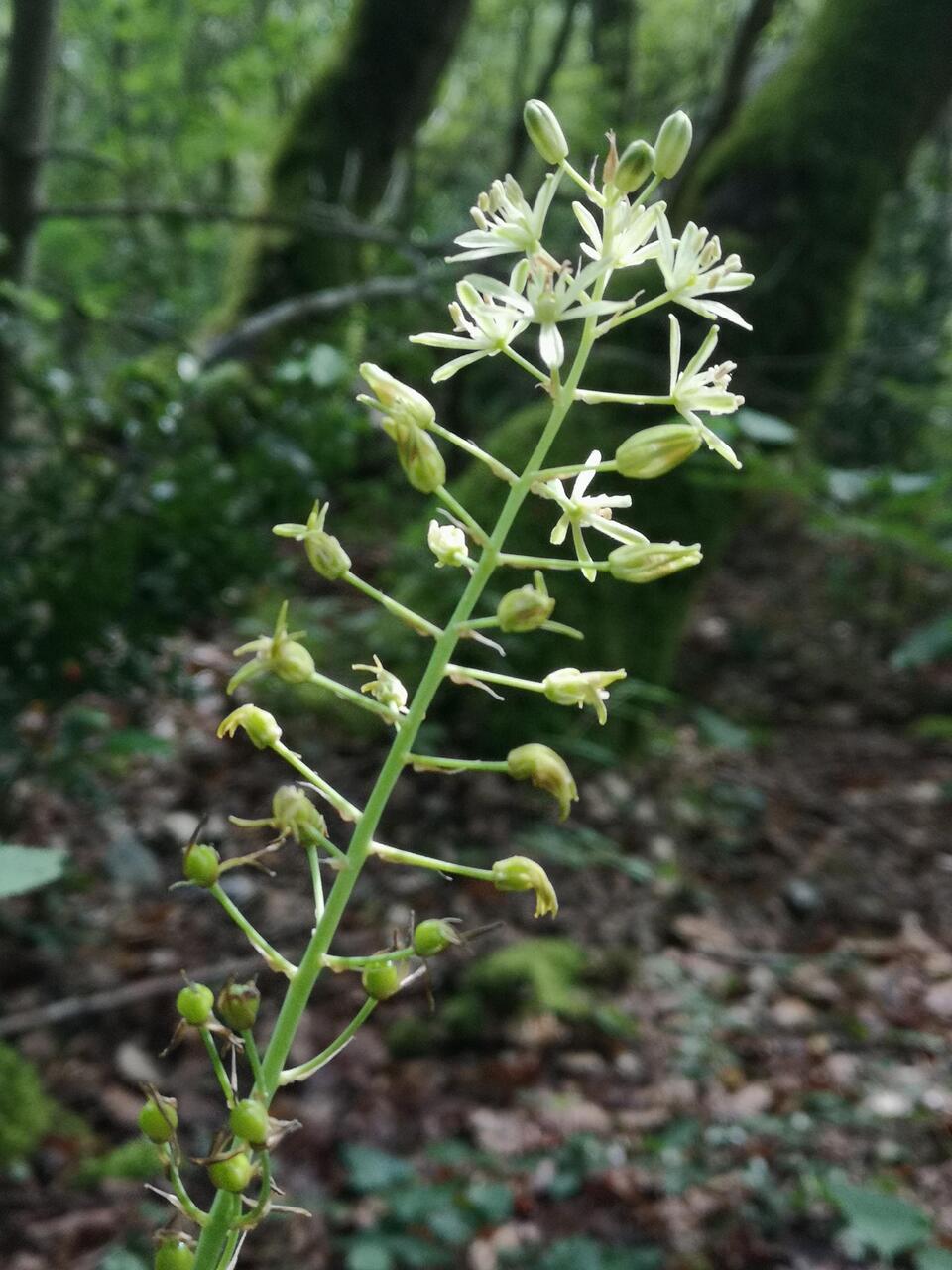 Asperge des bois ?