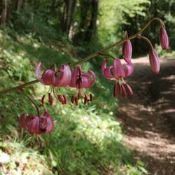 Lys martagon