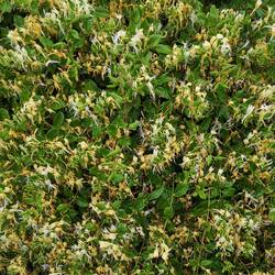 Buisson de chèvre feuille