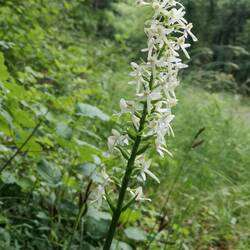 Orchis à deux feuilles