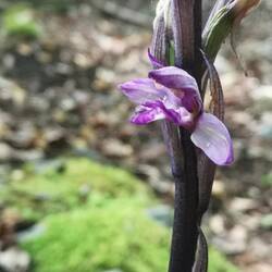 Orchidée : limodore à feuilles avortées