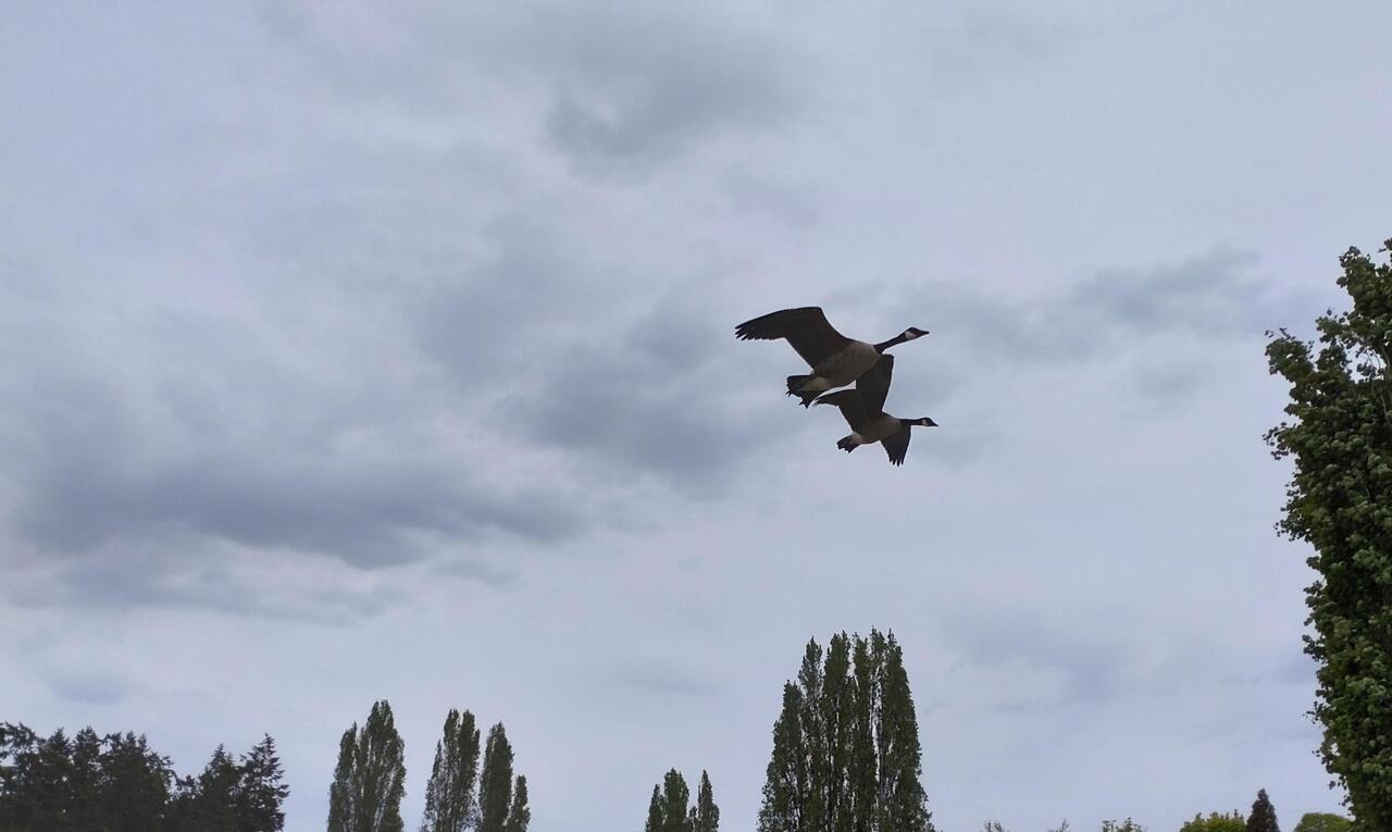 Kanada Gänse der,,