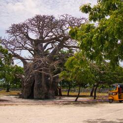 Baobab-Baum