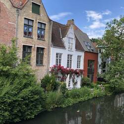 Wunderschöne Blumen auf alten Treppen und Enten mit ihren Küken