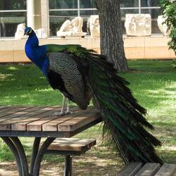 Handsome peacock at museum