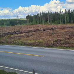 Trop d'arbres coupés pour satisfaire la demande internationale