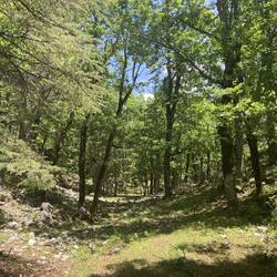 In diesem Teil der Waldes war ich richtig mutig und ich bin nur den Markierungen gefolgt. 💪🏻