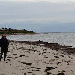Windswept on the coast