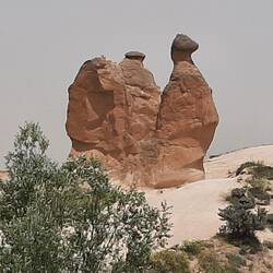 Camel