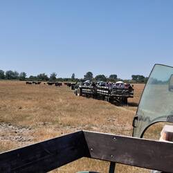 Besuch einer Manade (Stierzucht). Auf dem Leiterwagen gings aufs Feld