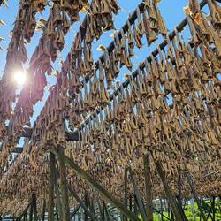 Stockfisch ohne Kopf