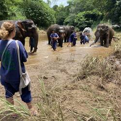 Elephant farm