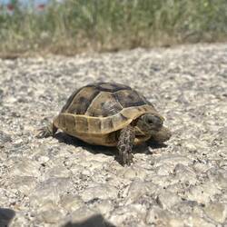 Heute habe ich wieder 4 Schildkröten angetroffen. 😍 Eine sogar hier in den Bergen.