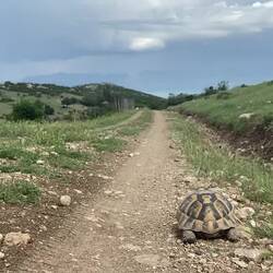 Heute waren es 7 Schildkröten. 😍