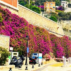 Love flowers growing on side of walls
