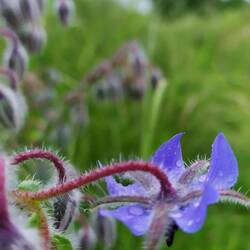 Borretsch am Wegesrand