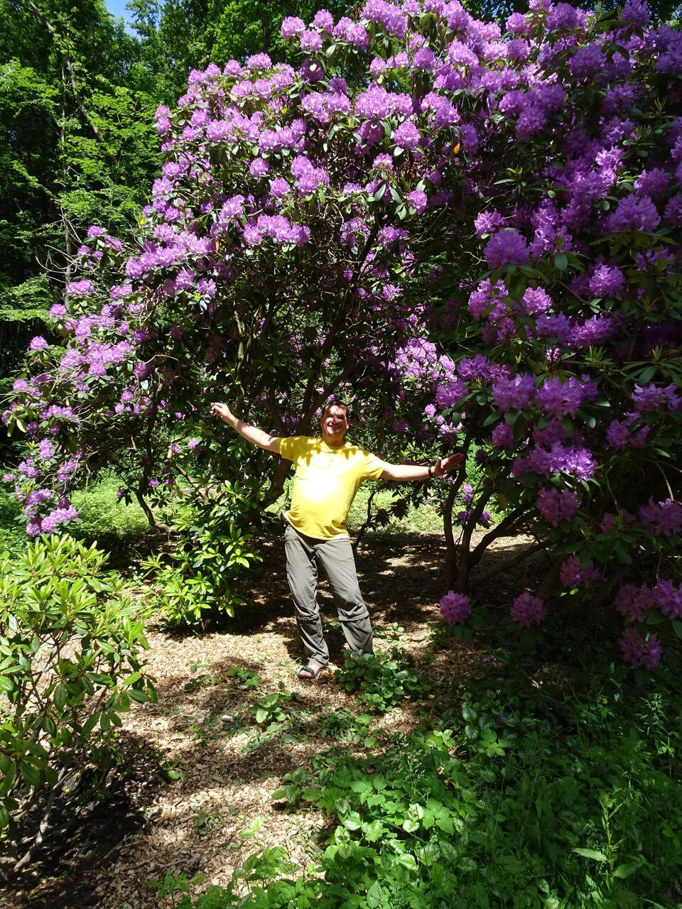 Hier blühen gerade riesige Rhododendren.