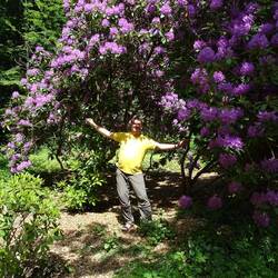 Hier blühen gerade riesige Rhododendren.