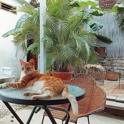 Katze in der ersten Unterkunft