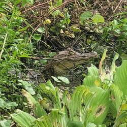 Kaimane (Aligator)