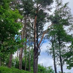 Mystischer Baum