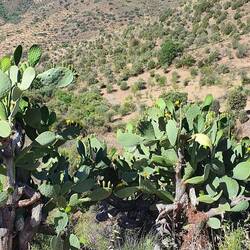 Lauter Kakteen am Wegesrand