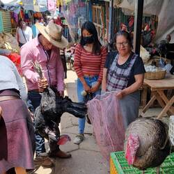 Truthahn-Begutachtung 🦃