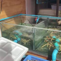 שוק פירות ים בראוואטי