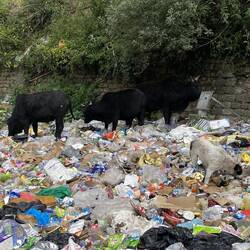 ממש מחוץ למקדש פרות אוכלות שקיות ניילון